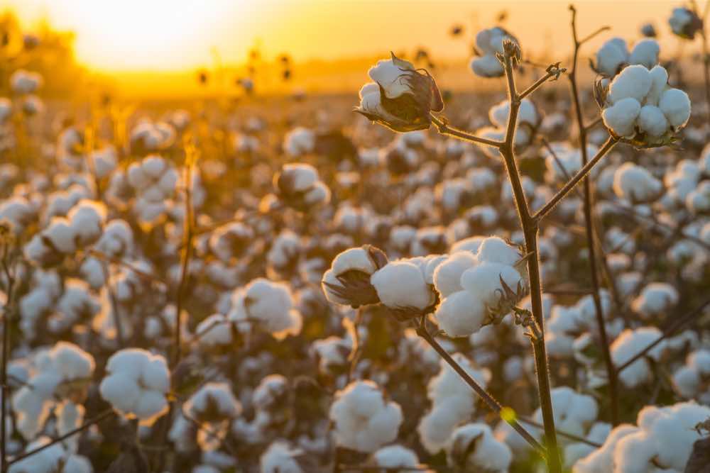 Bamboo vs. Cotton Sheets: Which Should You Choose? Bamboo Vs. Cotton Sheets