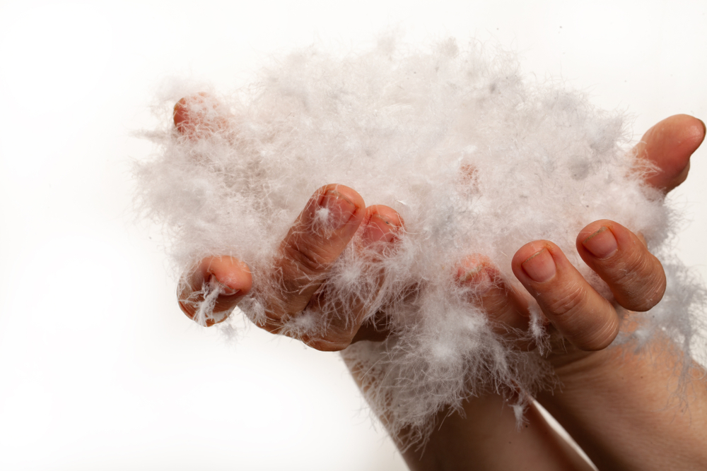 What Is Ethical Down? Woman's hands full of goose down feathers on a white background