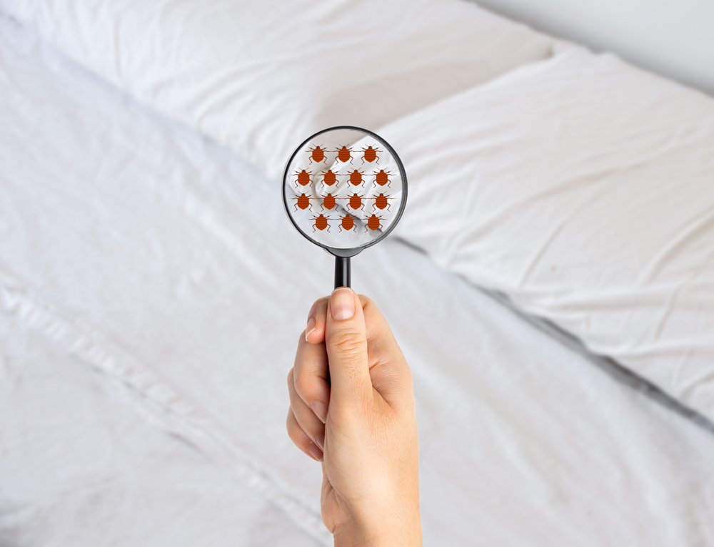 Signs You Have Fleas in Your Bed A woman's hand holds a magnifying glass, searching for bugs in mattress